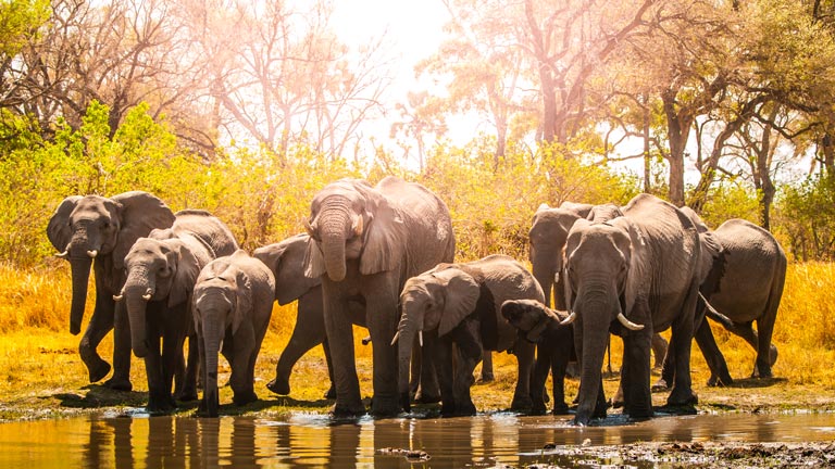 Elefanten in der Natur