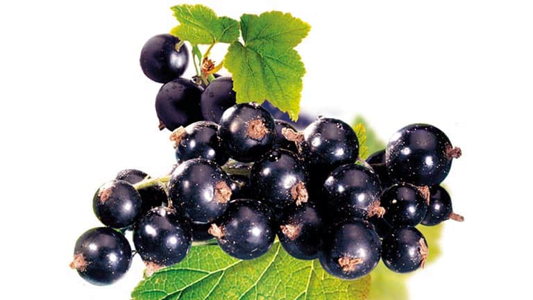 Blackcurrant